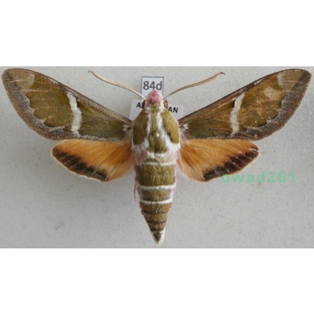 Rethera komarovi (Christoph, 1885) male Azerbaijan 64mm84d